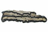 Mammoth Molar Slice with Case - South Carolina #266461-1